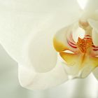 Orchidee