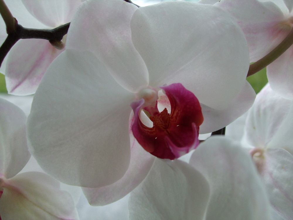 Orchidee