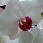 Orchidee