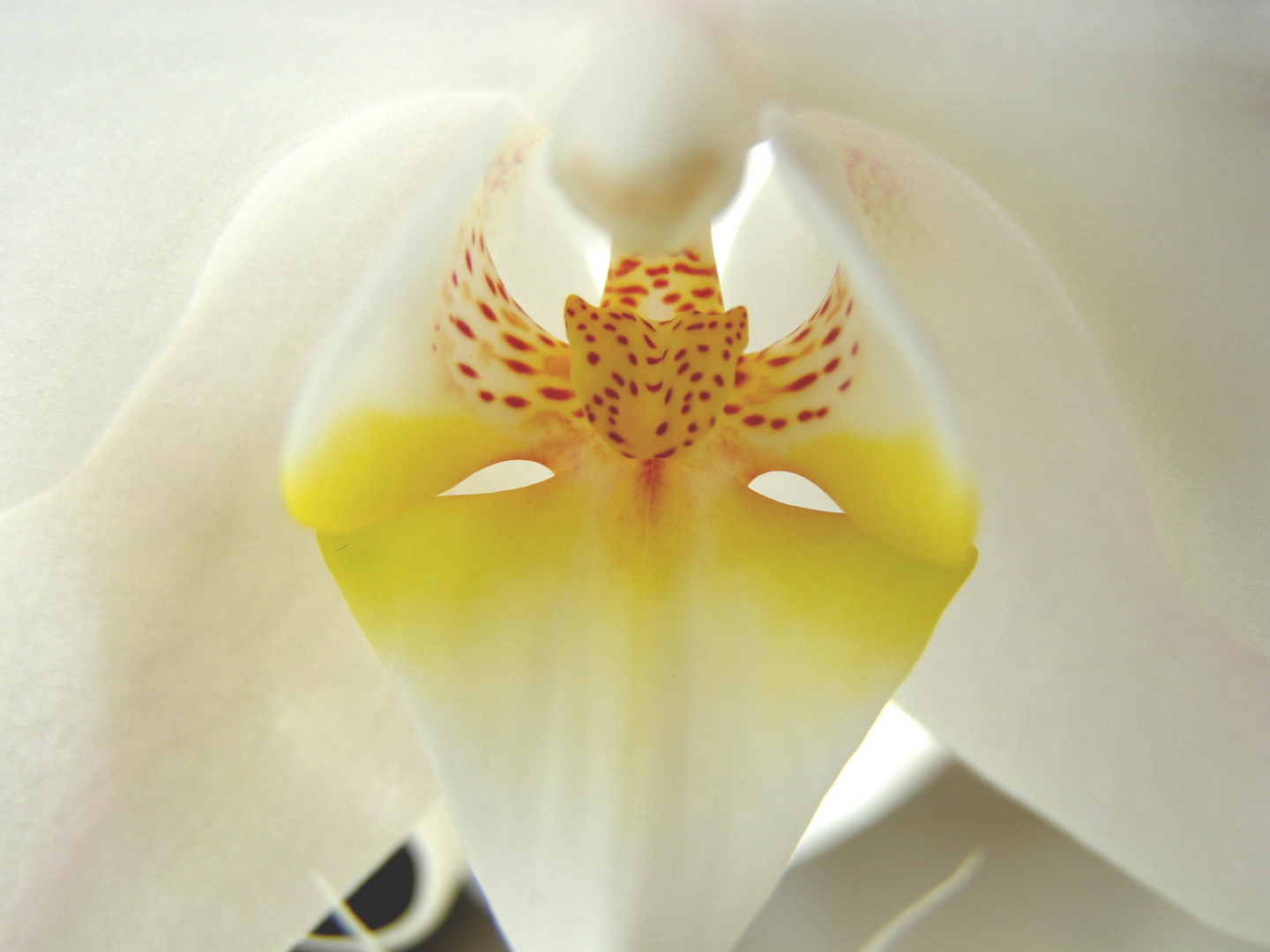 Orchidee