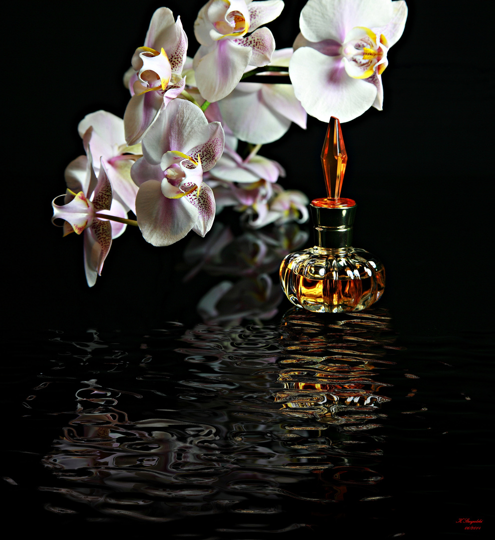 Orchidee...