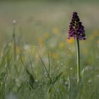 Orchidée dans la rosée du matin