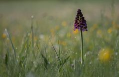 Orchidée dans la rosée du matin