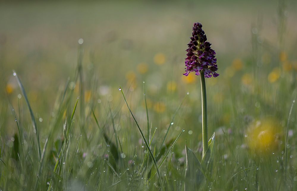 Orchidée dans la rosée d'une matinée de printemps by Gaby31 