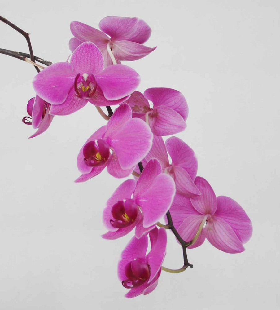 Orchidee, das Original
