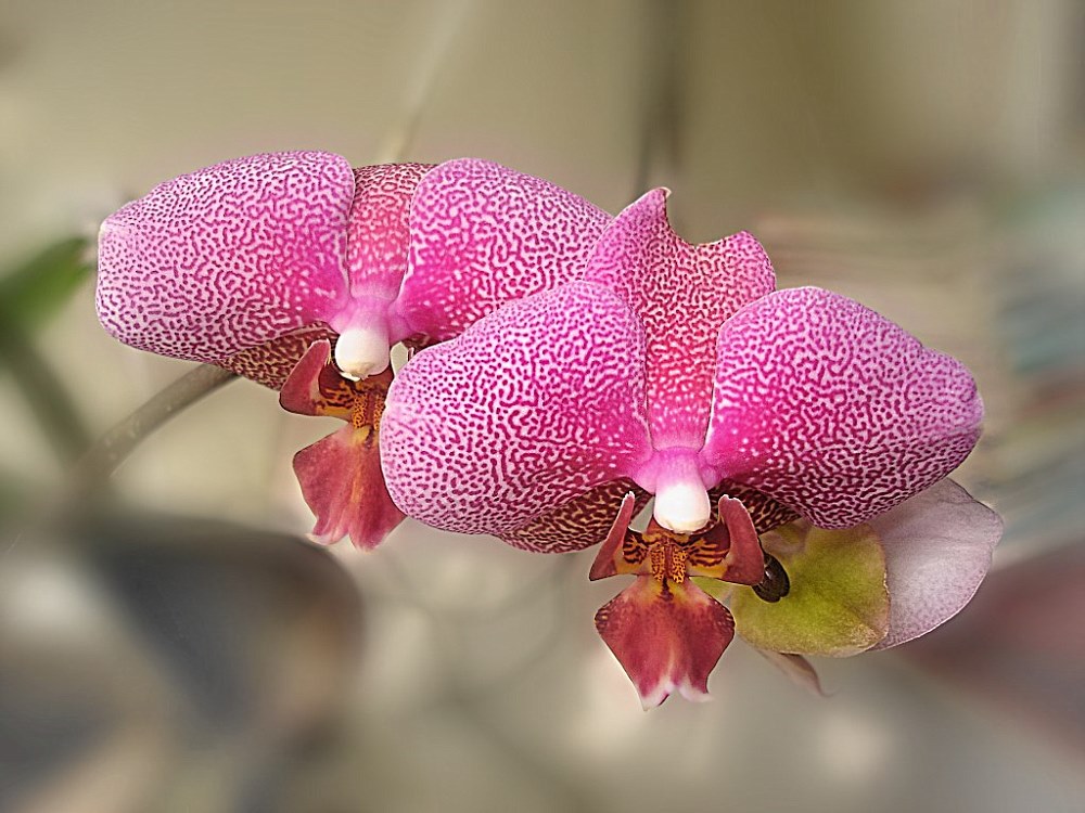 orchidee