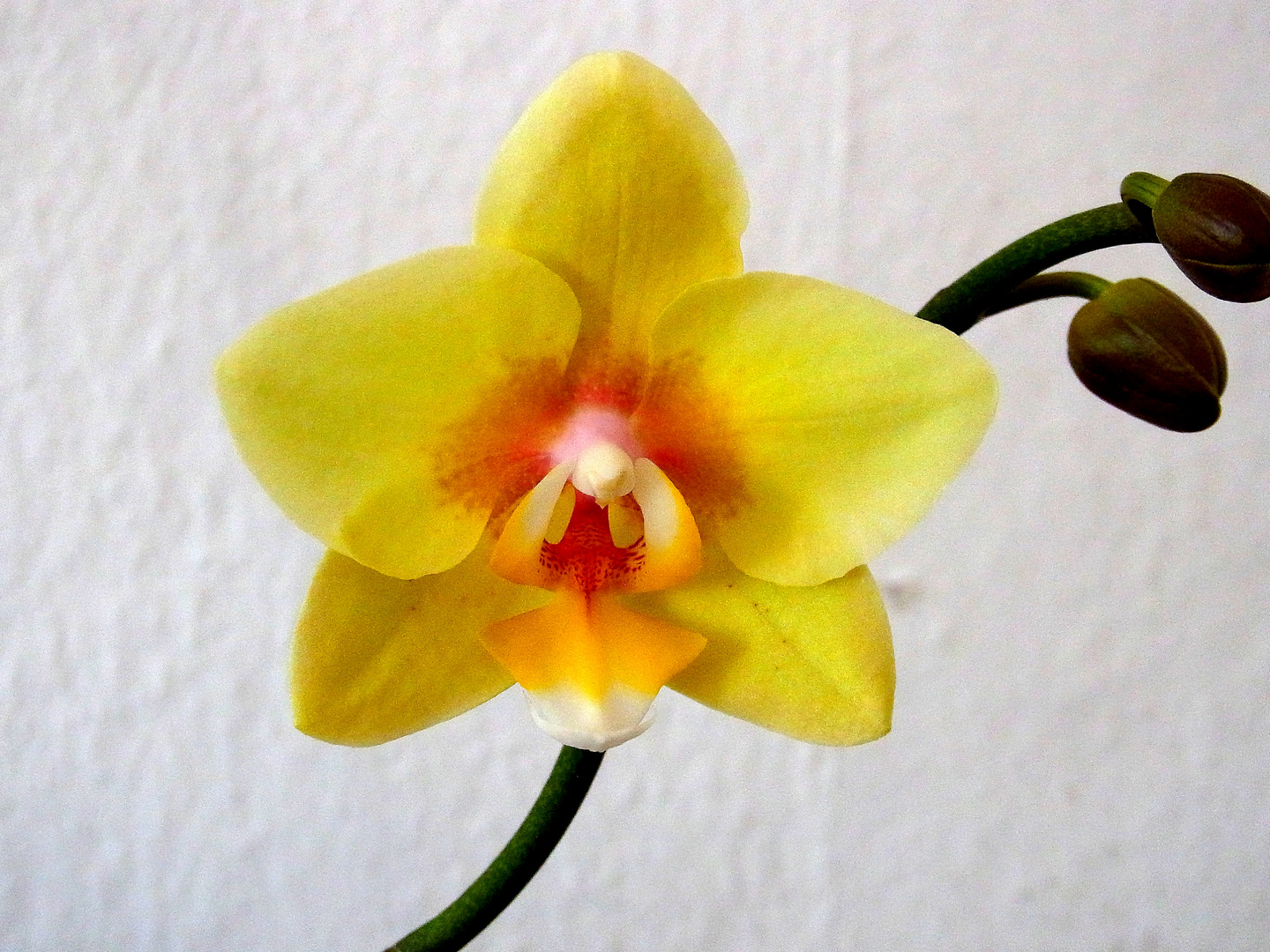 Orchidee