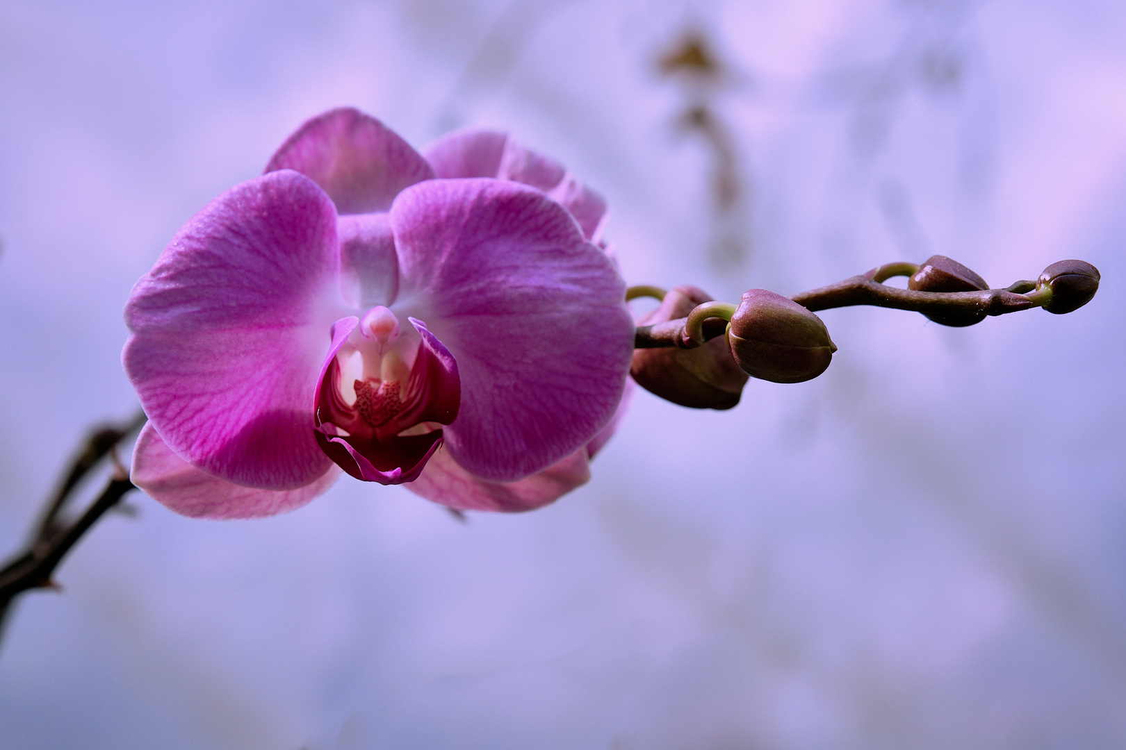 Orchidee