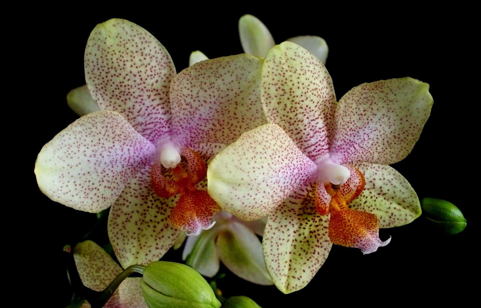 Orchidee