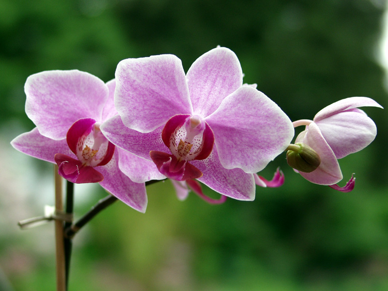 Orchidee