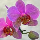 Orchidee