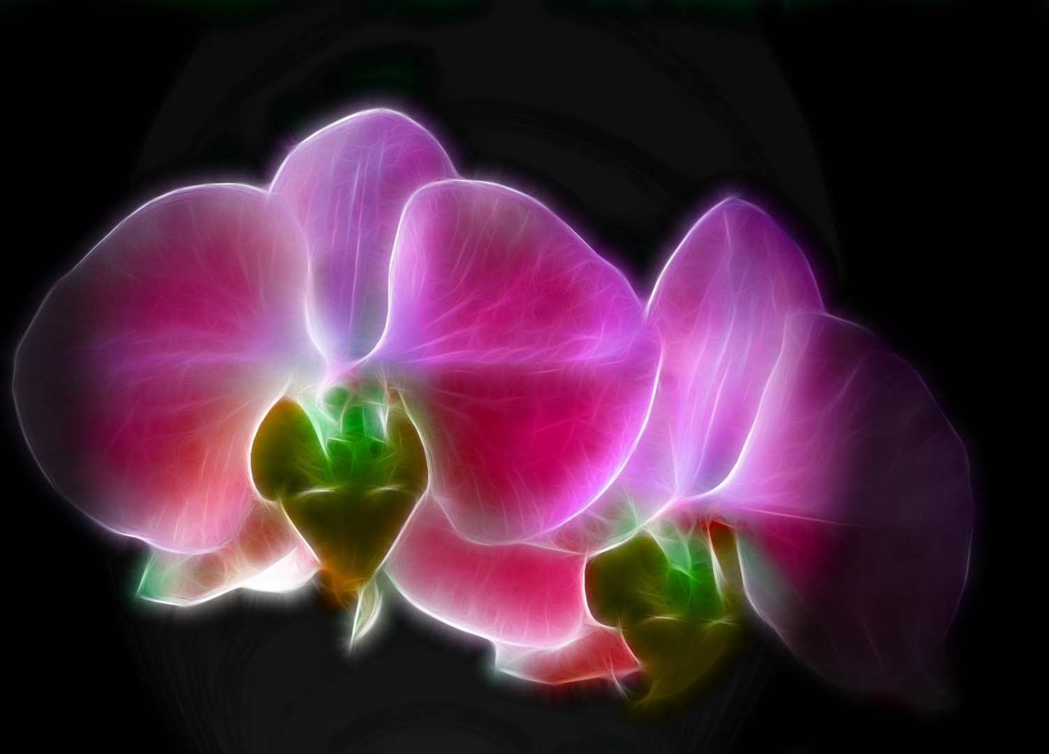 Orchidee