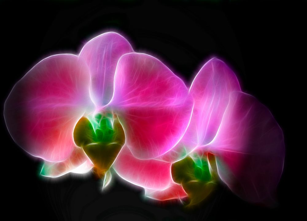 Orchidee