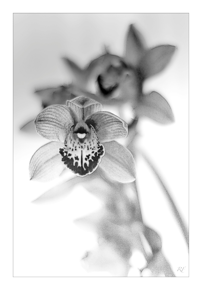 Orchidee