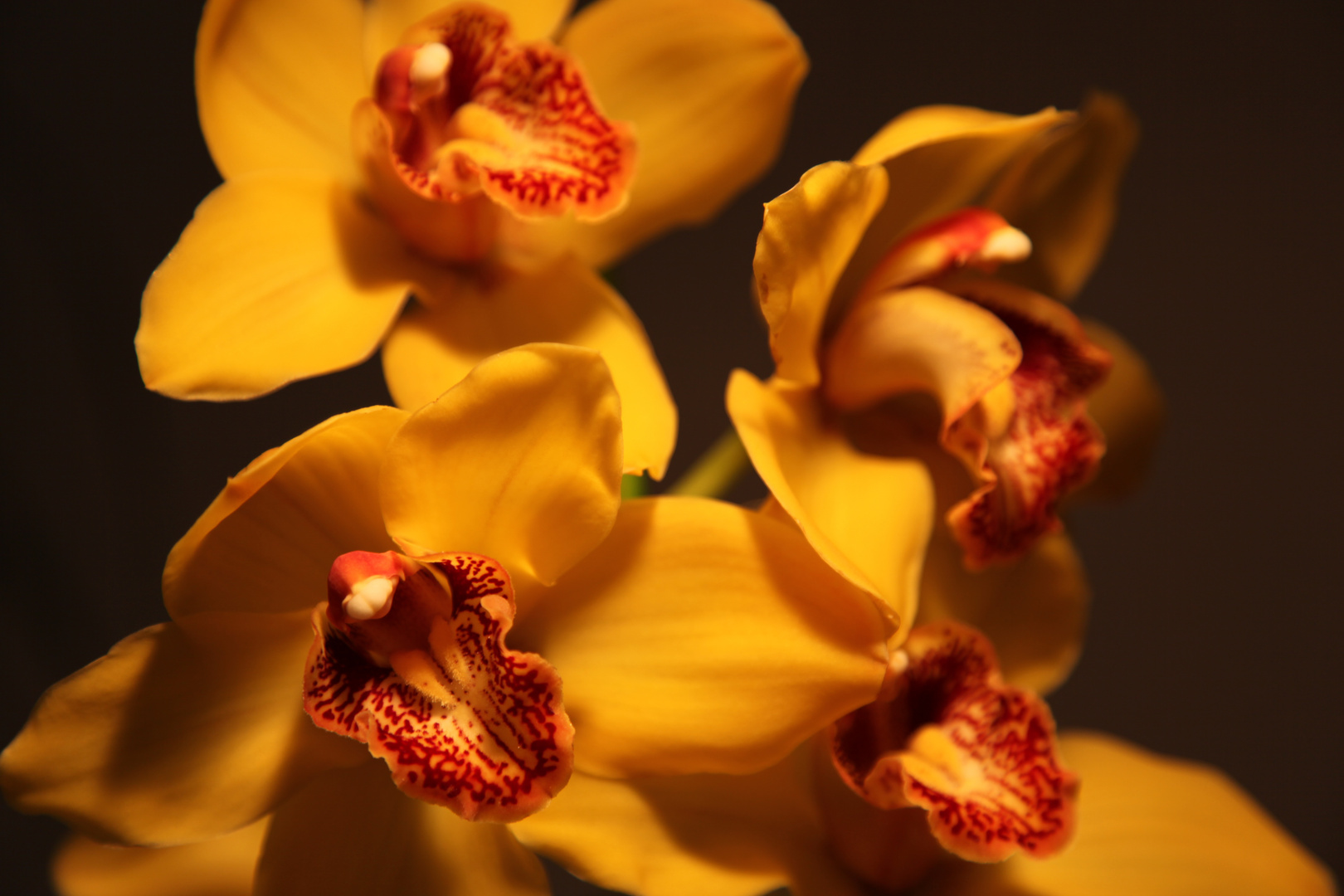 Orchidee