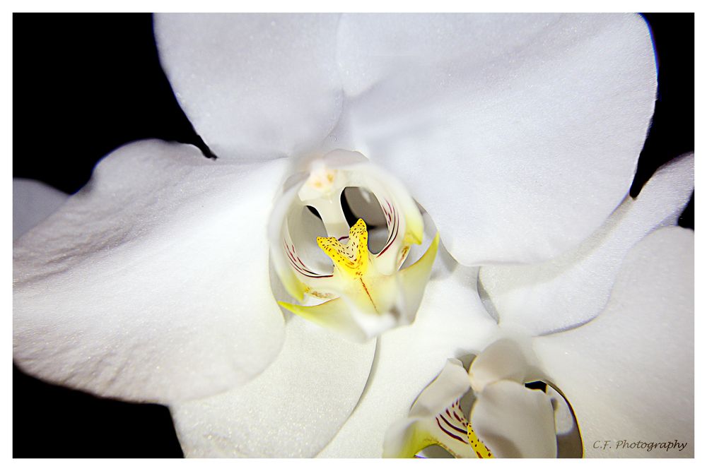 Orchidee