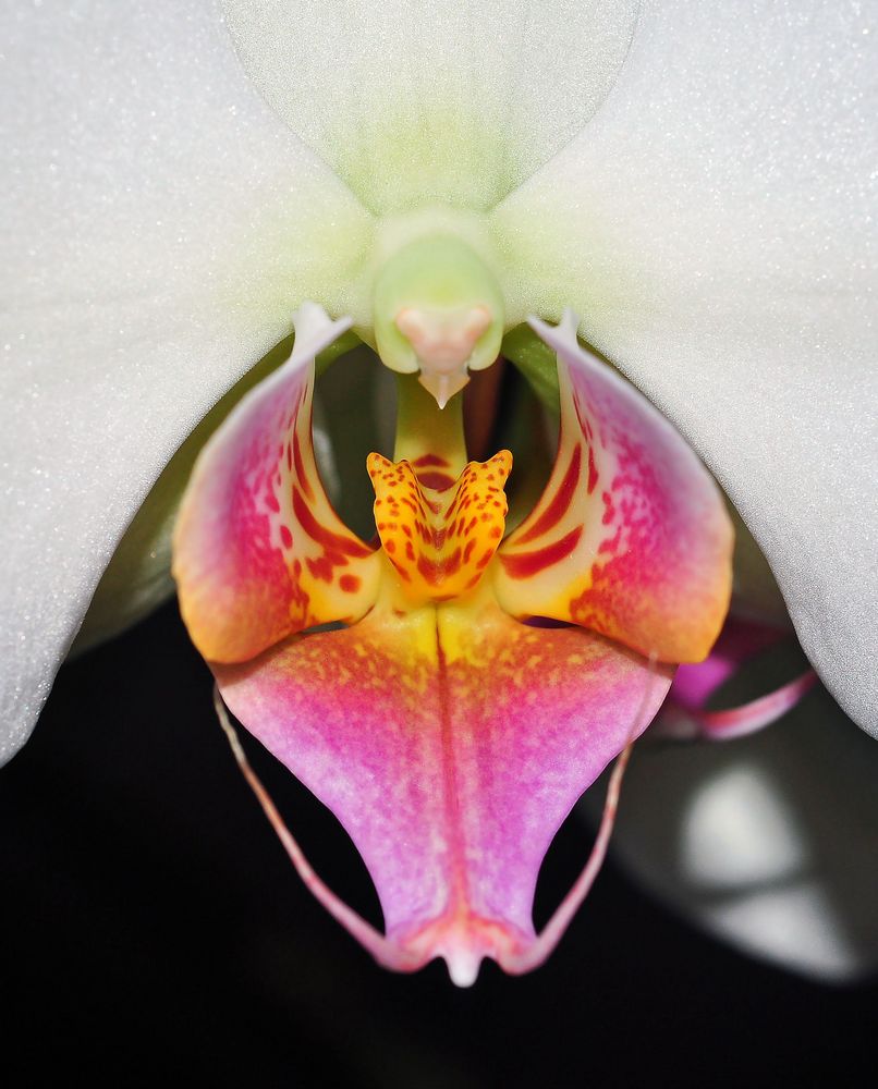 Orchidee von teufele0712 