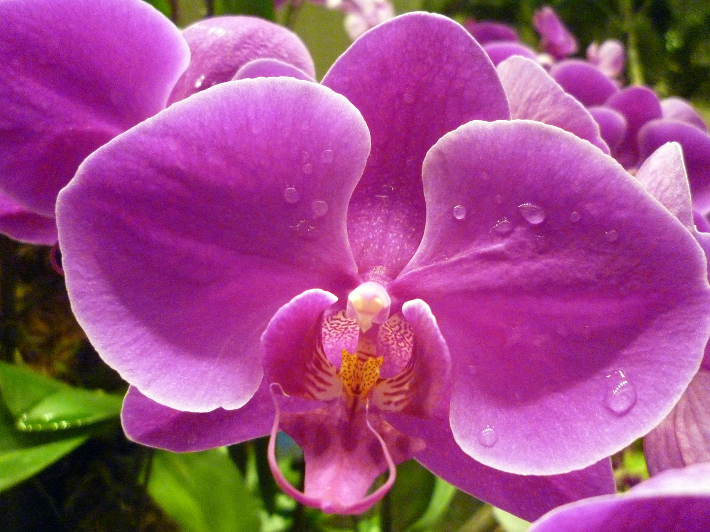 Orchidée de Singapore