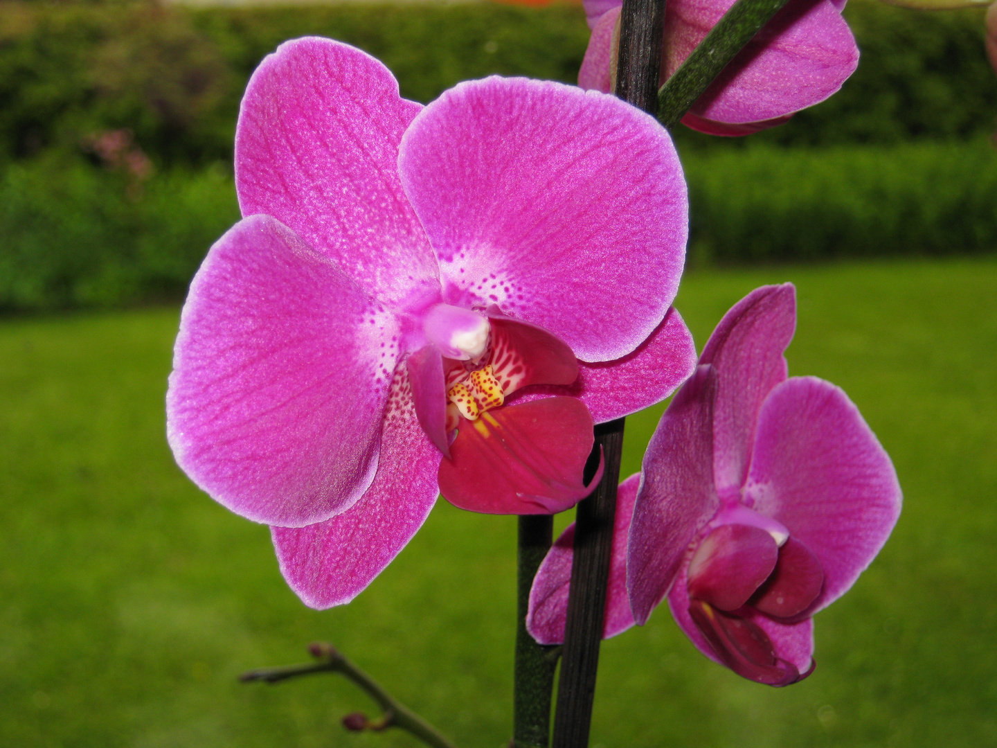 Orchidée