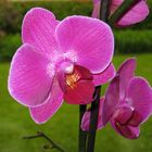 Orchidée