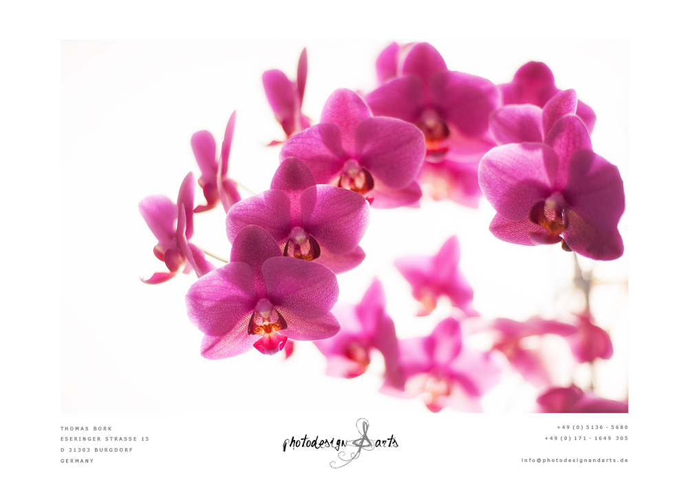 Orchidee