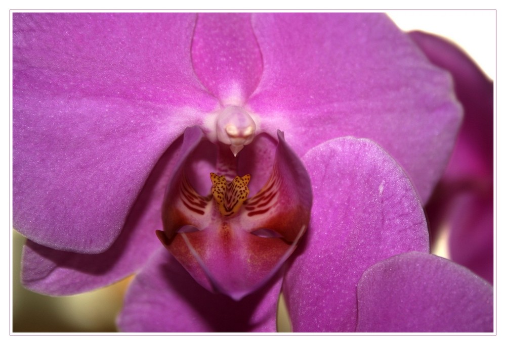 Orchidee