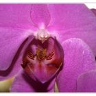 Orchidee