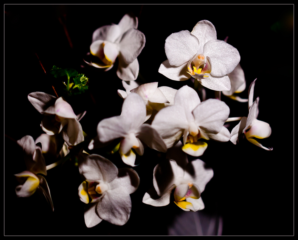 Orchidee