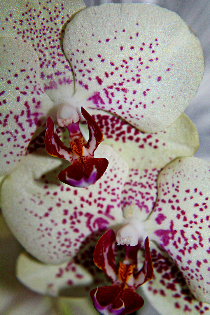 Orchidee