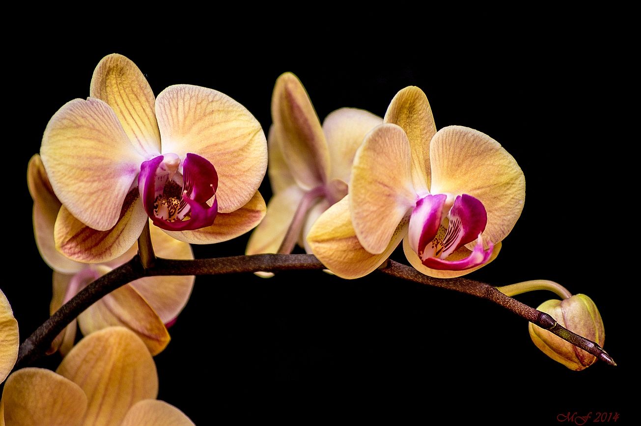 Orchidee