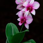 Orchidee dendrobium