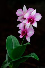 Orchidee dendrobium