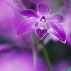 Orchidee; Dendrobium 'Berry'