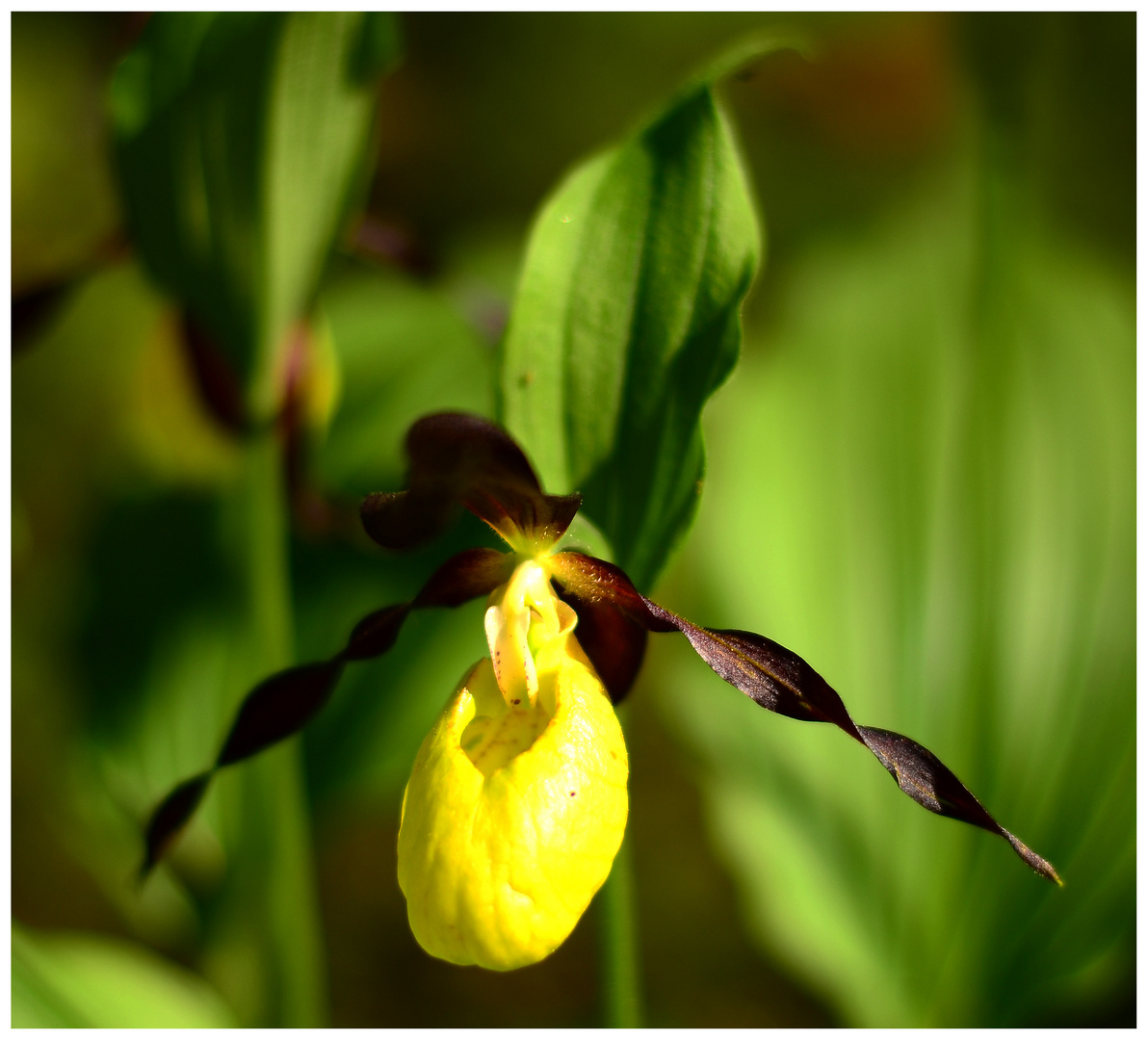 Orchidee der Berge - gleber Frauenschuh