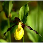 Orchidee der Berge - gleber Frauenschuh