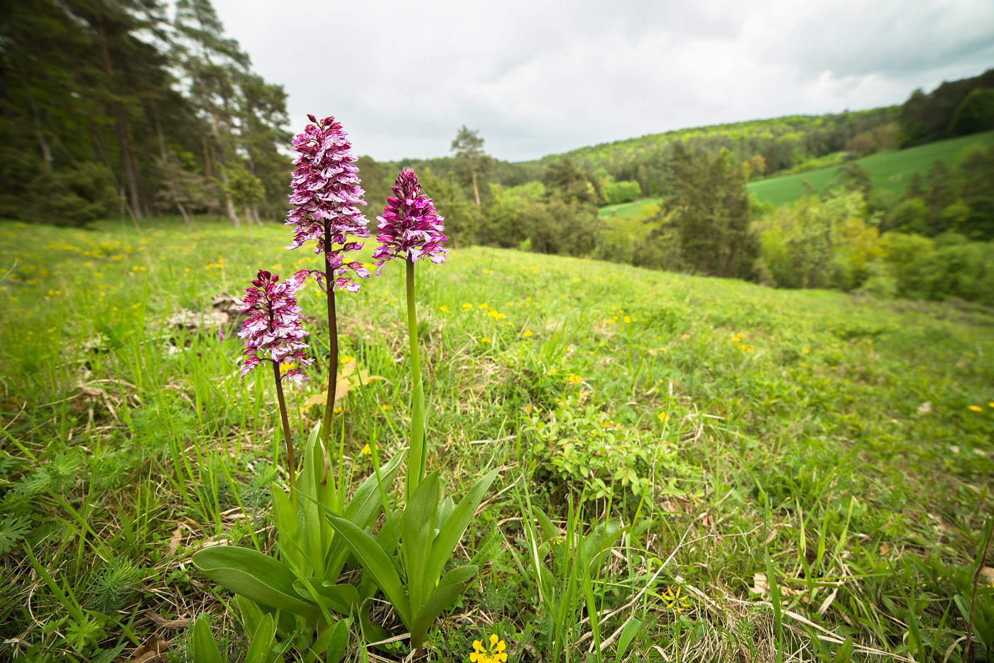 Orchidee des Jahres 2013 das Purpur-Knabenkraut (Orchis purpurea)