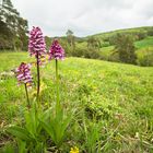 Orchidee des Jahres 2013 das Purpur-Knabenkraut (Orchis purpurea)