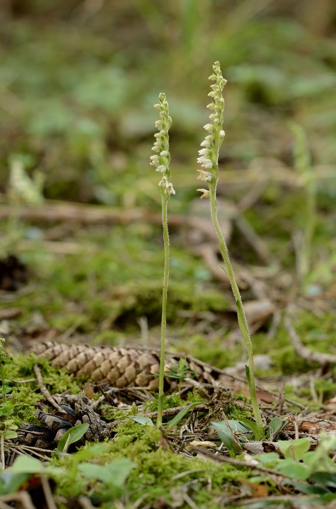 Orchidee des Jahres 2021