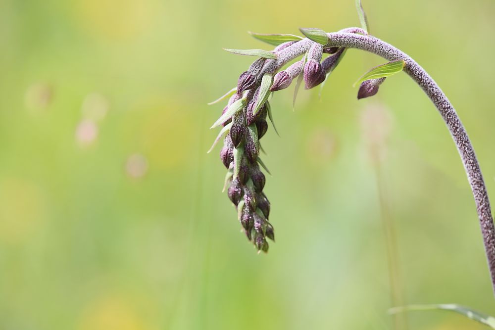 Orchidee des Jahres 2022