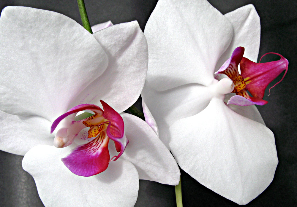 ORCHIDEE-DETAIL