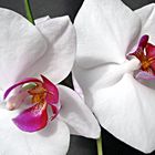 ORCHIDEE-DETAIL