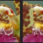 Orchidee Detail [3D]