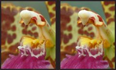 Orchidee Detail [3D]