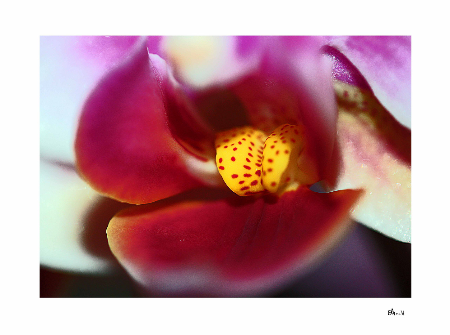 Orchidee Detail