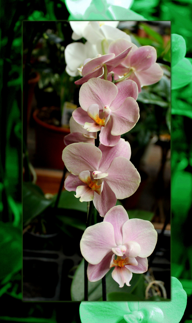 Orchidee ...