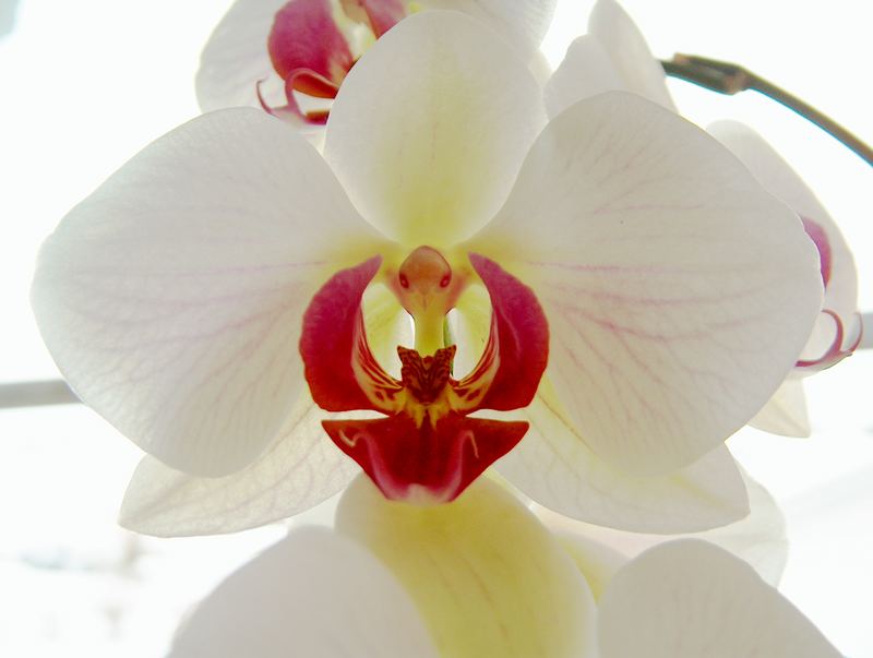 Orchidee