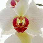 Orchidee