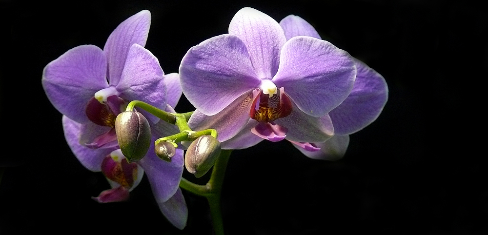 Orchidee