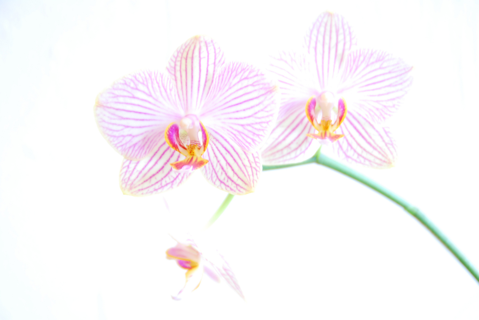 Orchidee