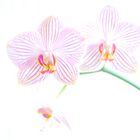 Orchidee